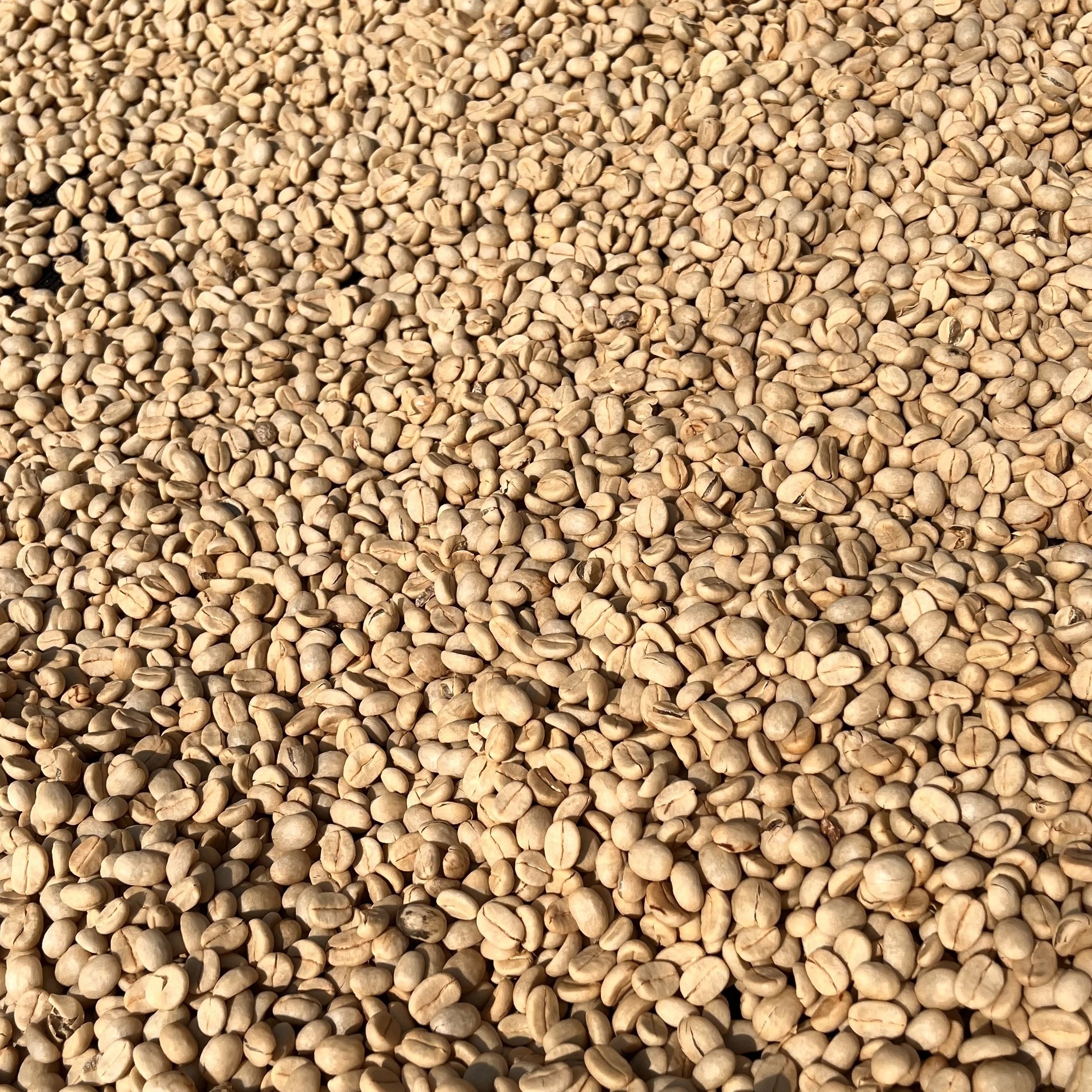 Tanzania Acacia Hills Castillo Washed(25/26年クロップ) | ORIGIN